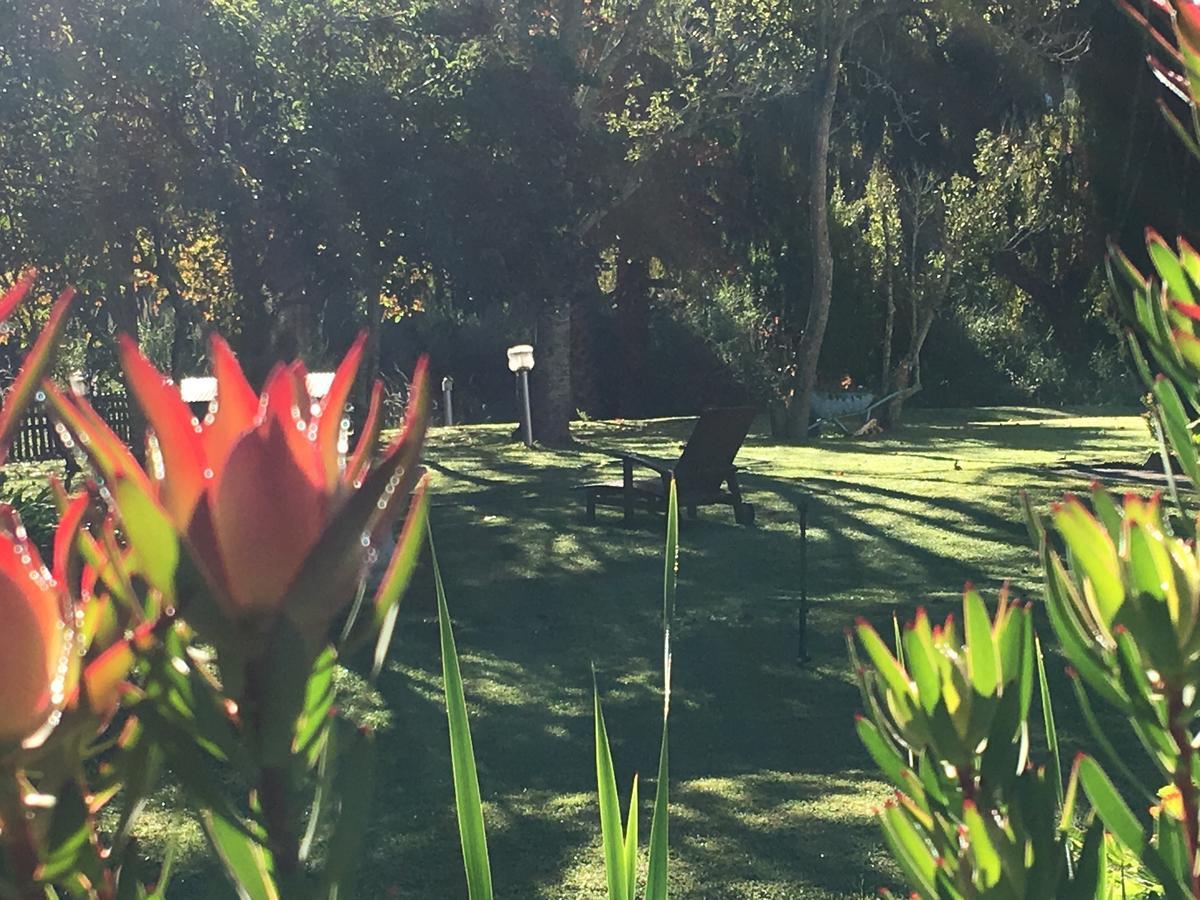 Constantia Spring Bed and Breakfast Εξωτερικό φωτογραφία