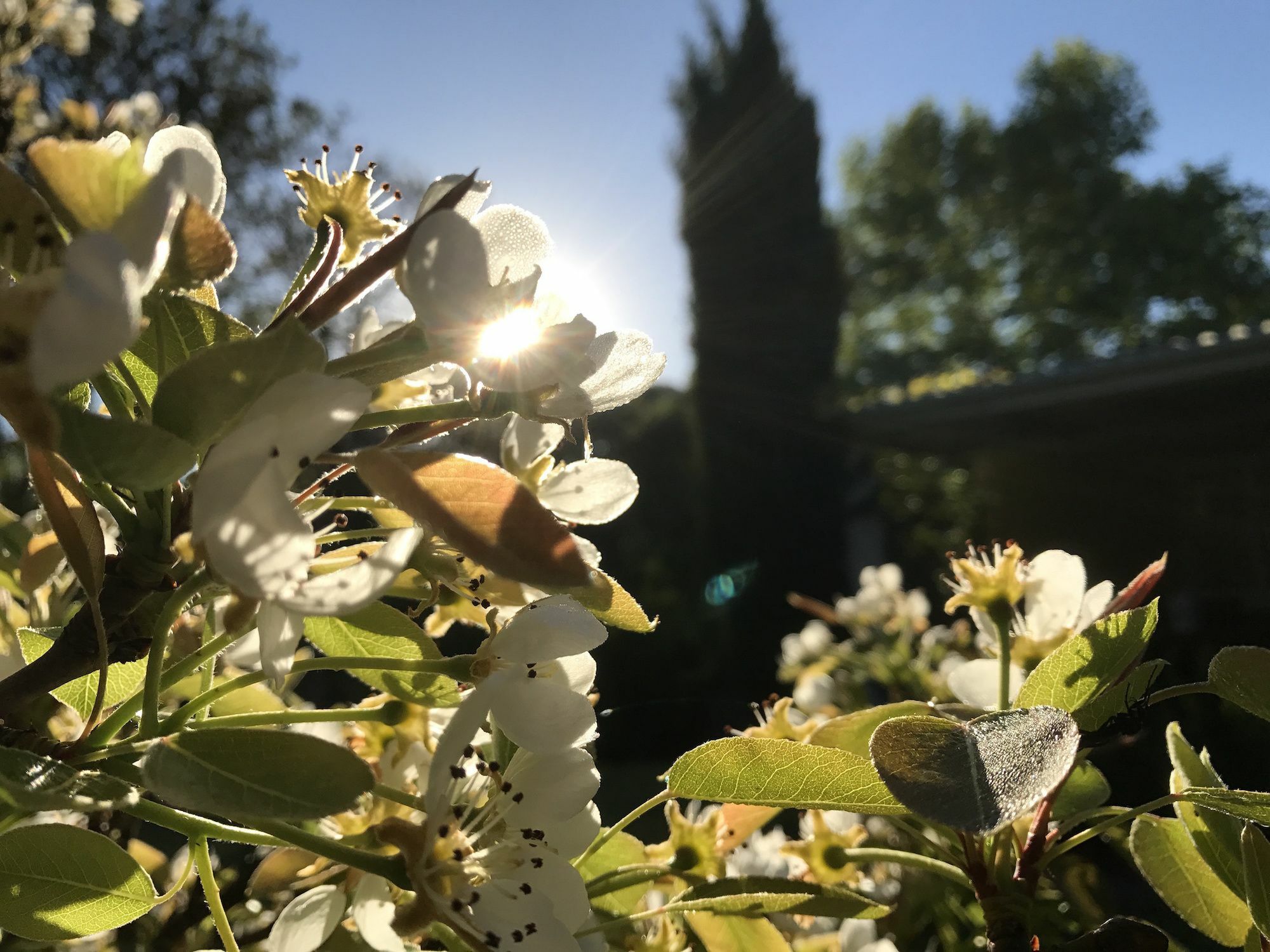 Constantia Spring Bed and Breakfast Εξωτερικό φωτογραφία